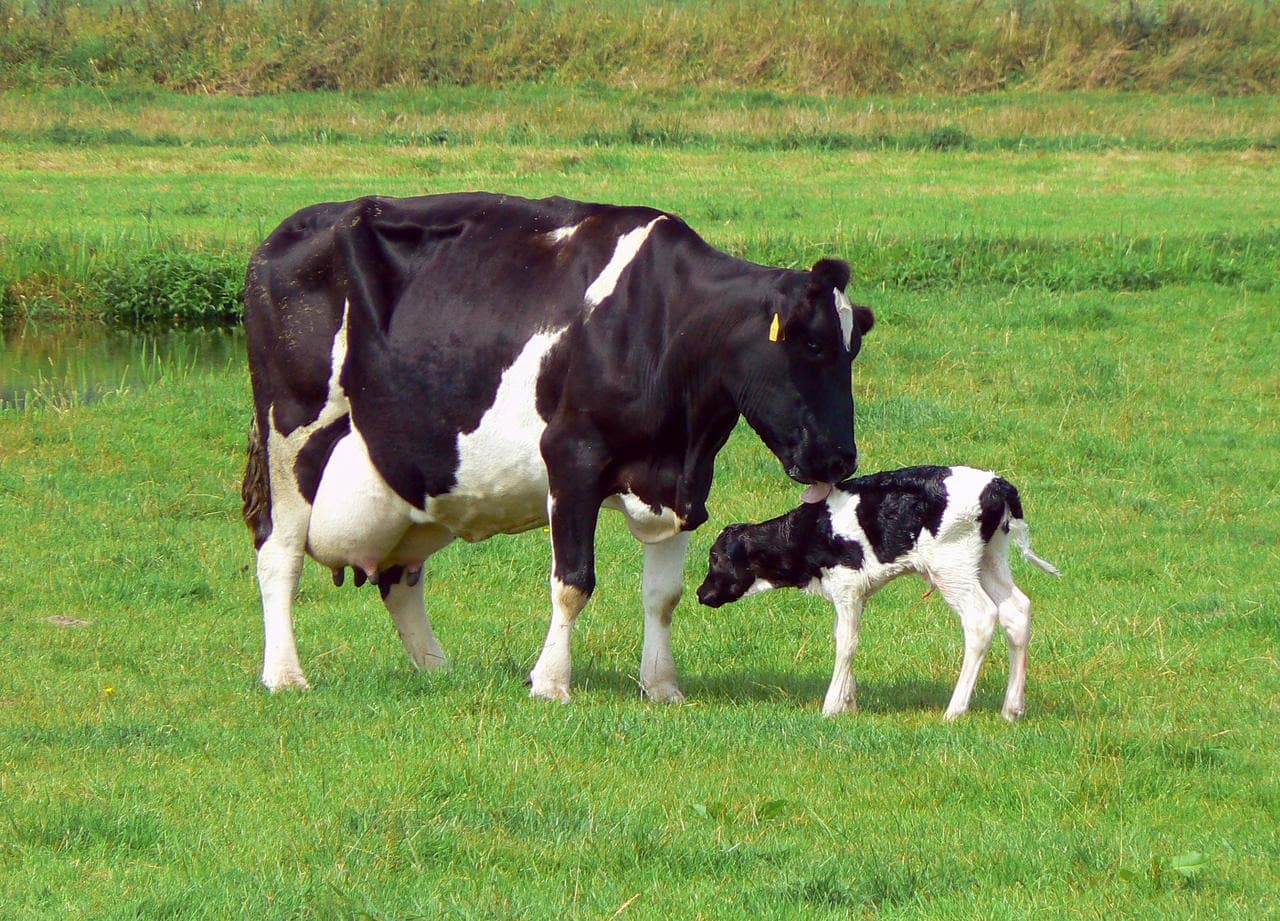 Ruminants