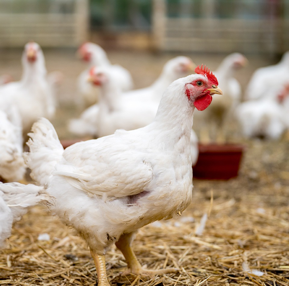 Feed Bites: Redefining Poultry Gut Performance
