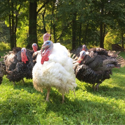 Top 6 Reasons Why Feed Hygiene Impacts Profits