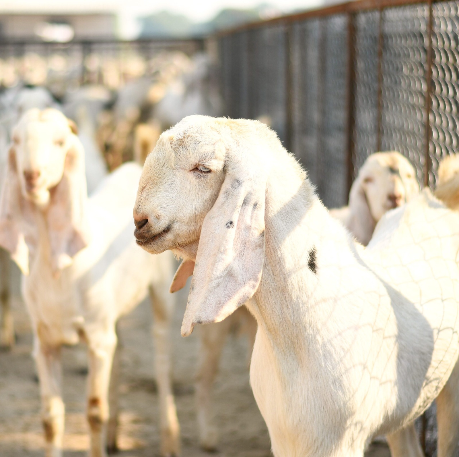 When Feed Turns Fatal: Real-Life Case Studies on Mold Outbreaks